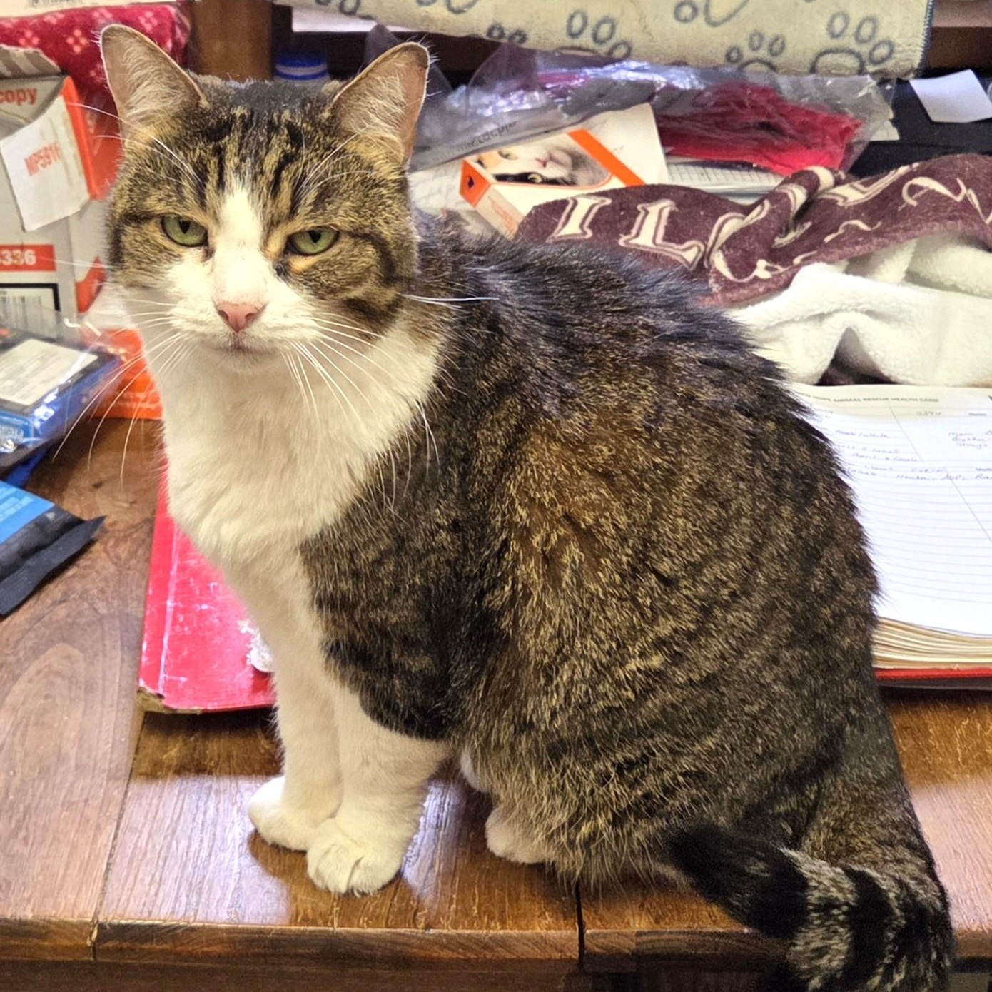 Enlarge Kelty, a ADOPTABLE Domestic Short Hair in Guelph, ON image 1/2