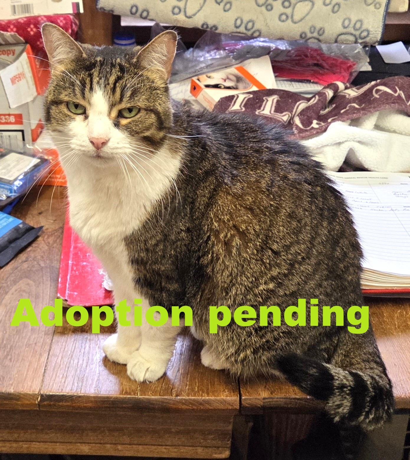 Kelty, ADOPTABLE, Adult Female Domestic Short Hair.
