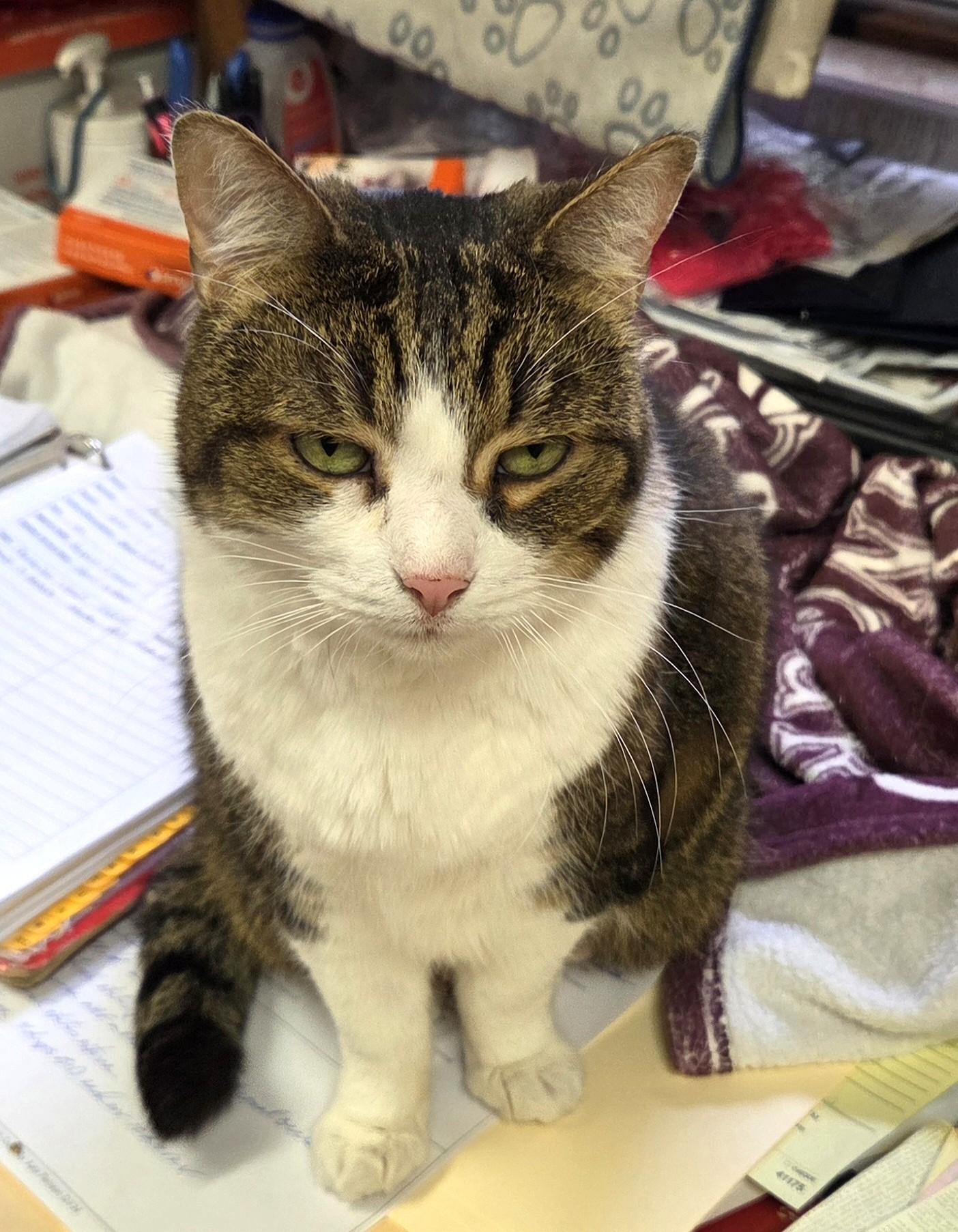 Enlarge Kelty, a ADOPTABLE Domestic Short Hair in Guelph, ON image 2/2