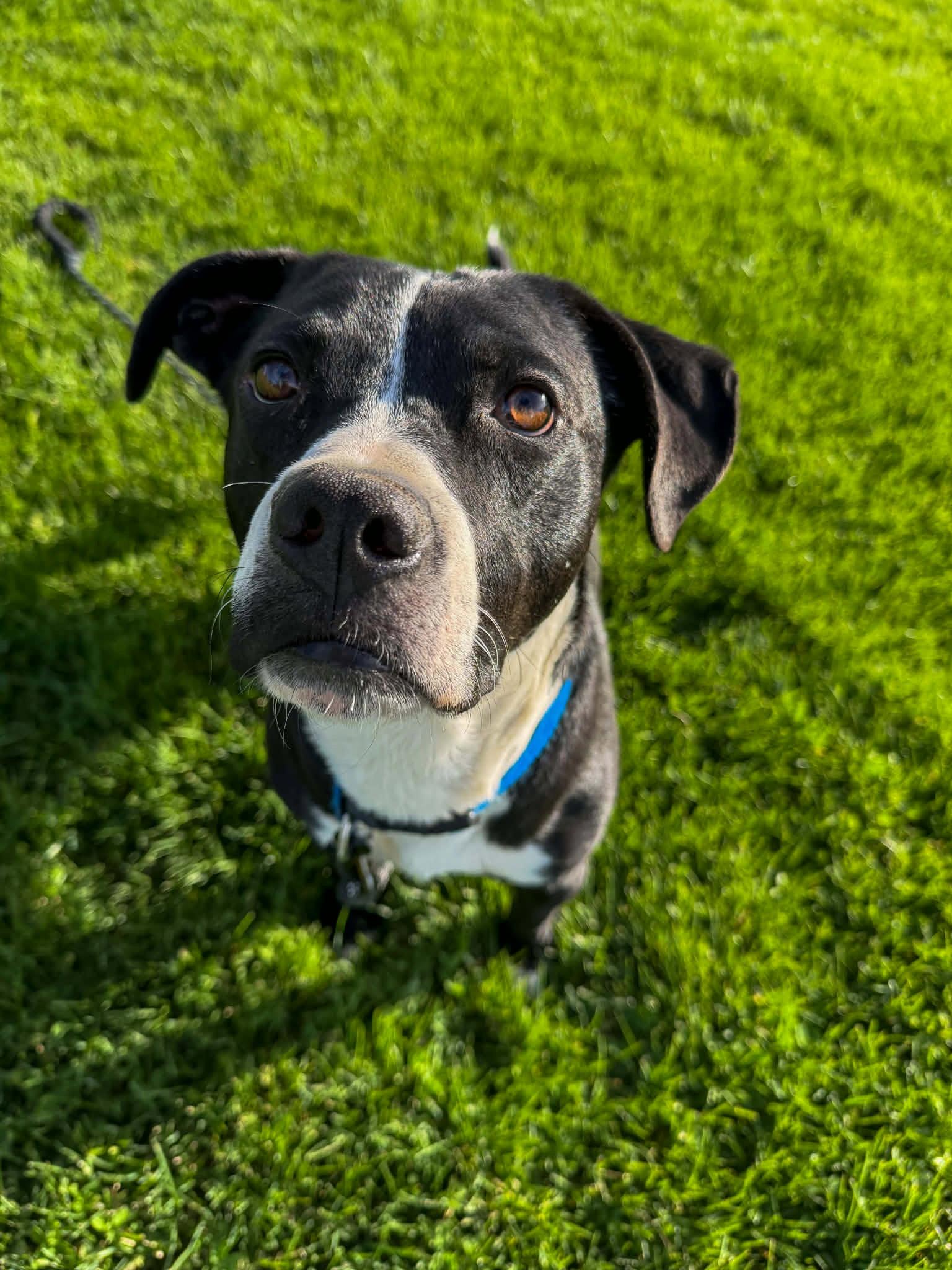Enlarge Wiggle, a Adoptable Pit Bull Terrier in Salt Lake City, UT image 1/3