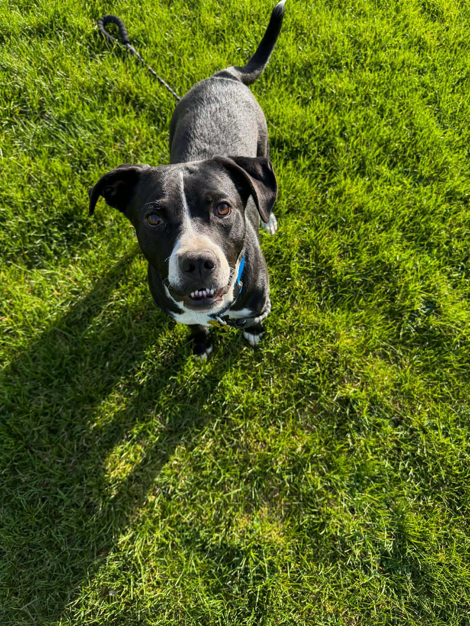Enlarge Wiggle, a Adoptable Pit Bull Terrier in Salt Lake City, UT image 2/3