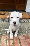 Dallas, ADOPTABLE, Puppy Male Pit Bull Terrier & Boxer.