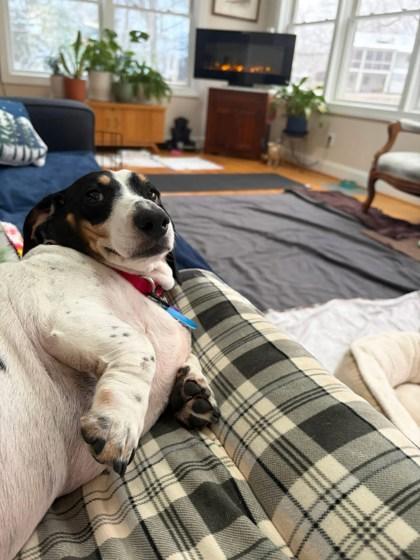 Domino (& Buttercup), Adoptable, Adult Male Mixed Breed.