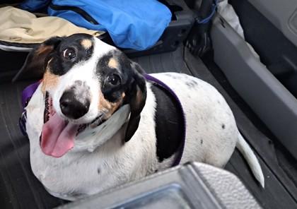 Enlarge Domino (& Buttercup), a Adoptable Mixed Breed in Fairfax, VA image 2/3