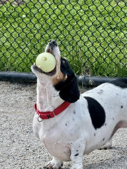 Enlarge Domino (& Buttercup), a Adoptable Mixed Breed in Fairfax, VA image 3/3