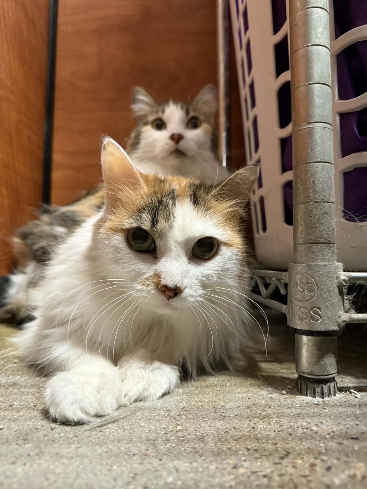 Enlarge Trixie Velvetpaws (Bonded To Pixie Velvetpaws), a Adoptable mixed breed in Chandler, AZ image 1/3