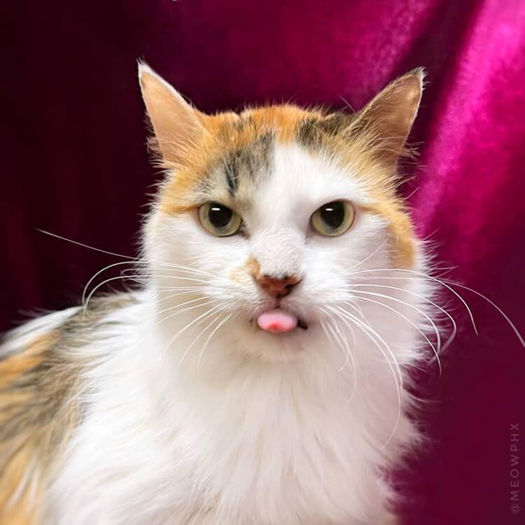 Trixie Velvetpaws (Bonded To Pixie Velvetpaws), Adoptable, Senior Female Calico & Domestic Long Hair.