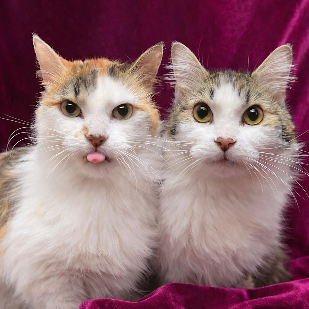 Trixie Velvetpaws (Bonded To Pixie Velvetpaws), Adoptable, Senior Female Calico & Domestic Long Hair.