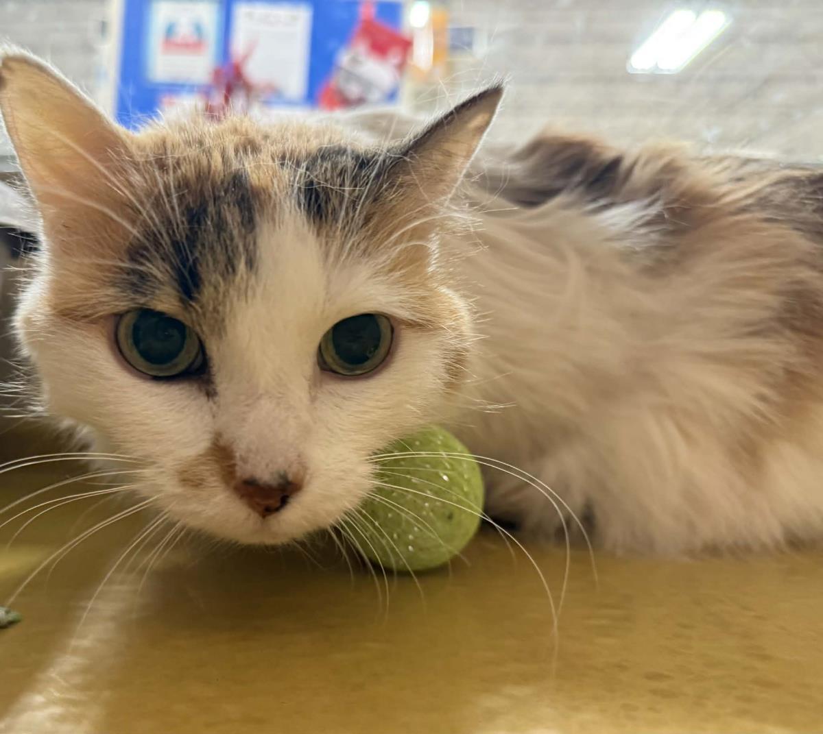 Enlarge Trixie Velvetpaws (Bonded To Pixie Velvetpaws), a Adoptable mixed breed in Chandler, AZ image 2/3