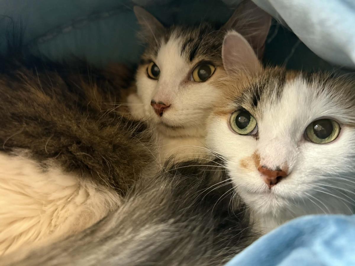 Enlarge Trixie Velvetpaws (Bonded To Pixie Velvetpaws), a Adoptable mixed breed in Chandler, AZ image 3/3