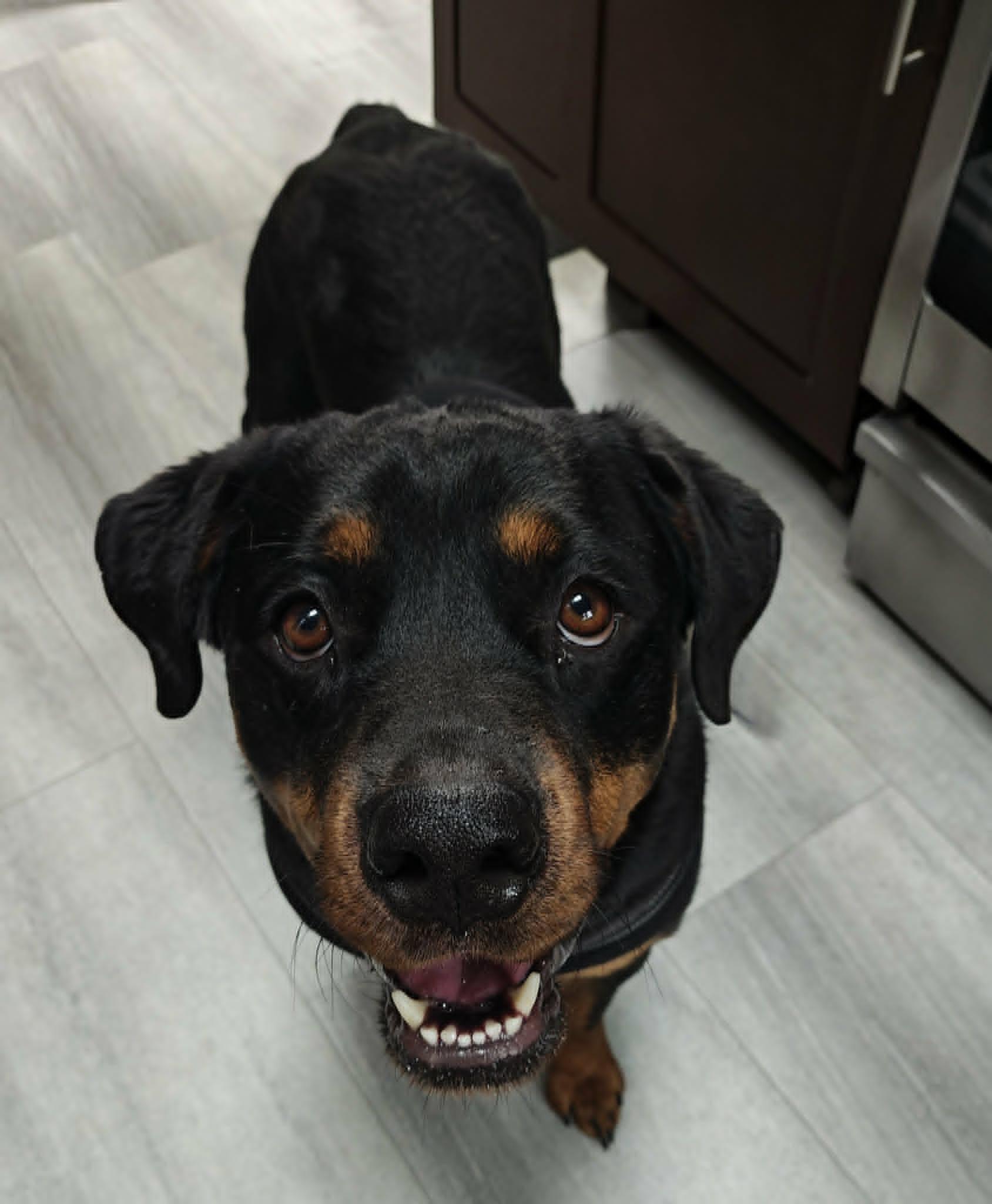Artemis, a ADOPTABLE Rottweiler in Rexford, NY image 4/4