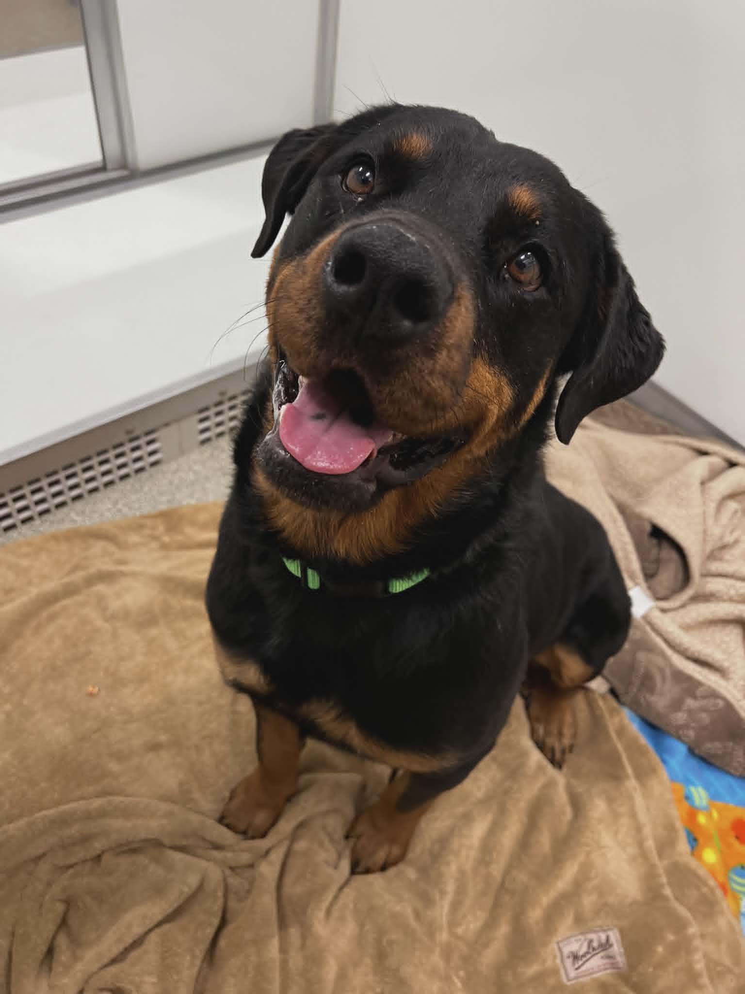 Artemis, ADOPTABLE, Adult Female Rottweiler.