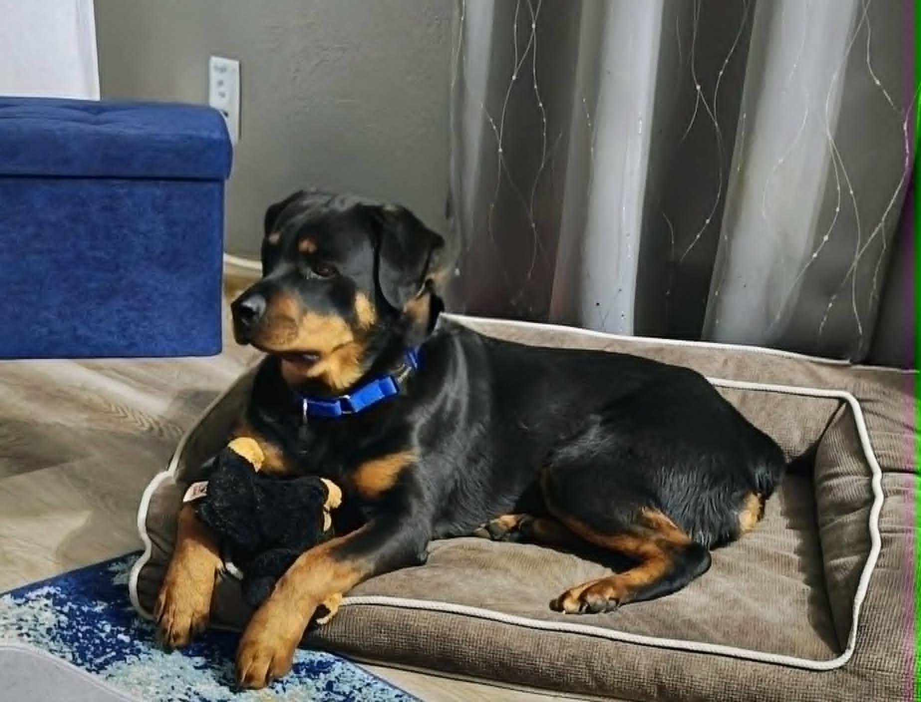 Artemis, a ADOPTABLE Rottweiler in Rexford, NY image 2/4