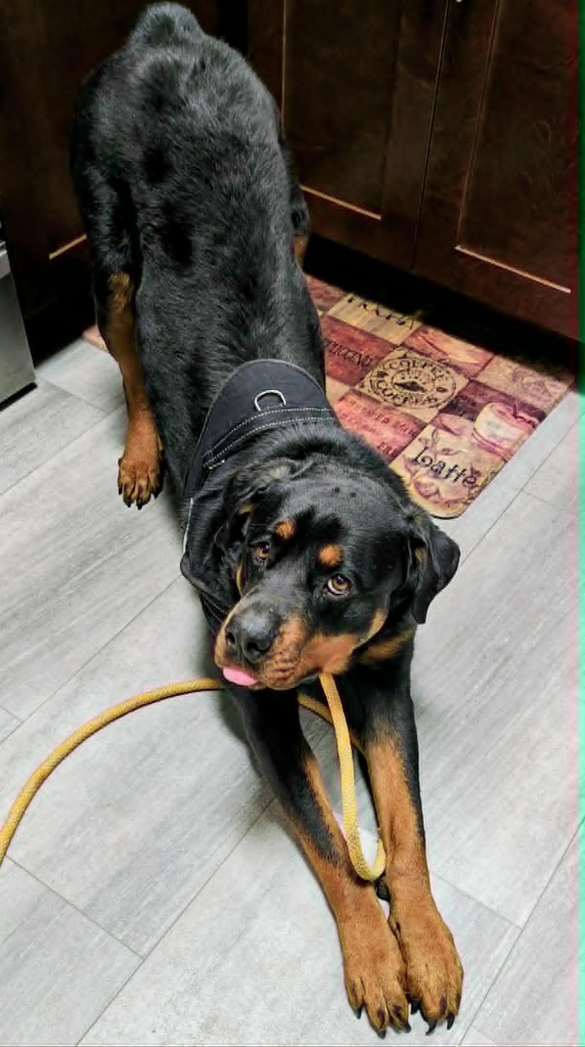 Artemis, a ADOPTABLE Rottweiler in Rexford, NY image 3/4