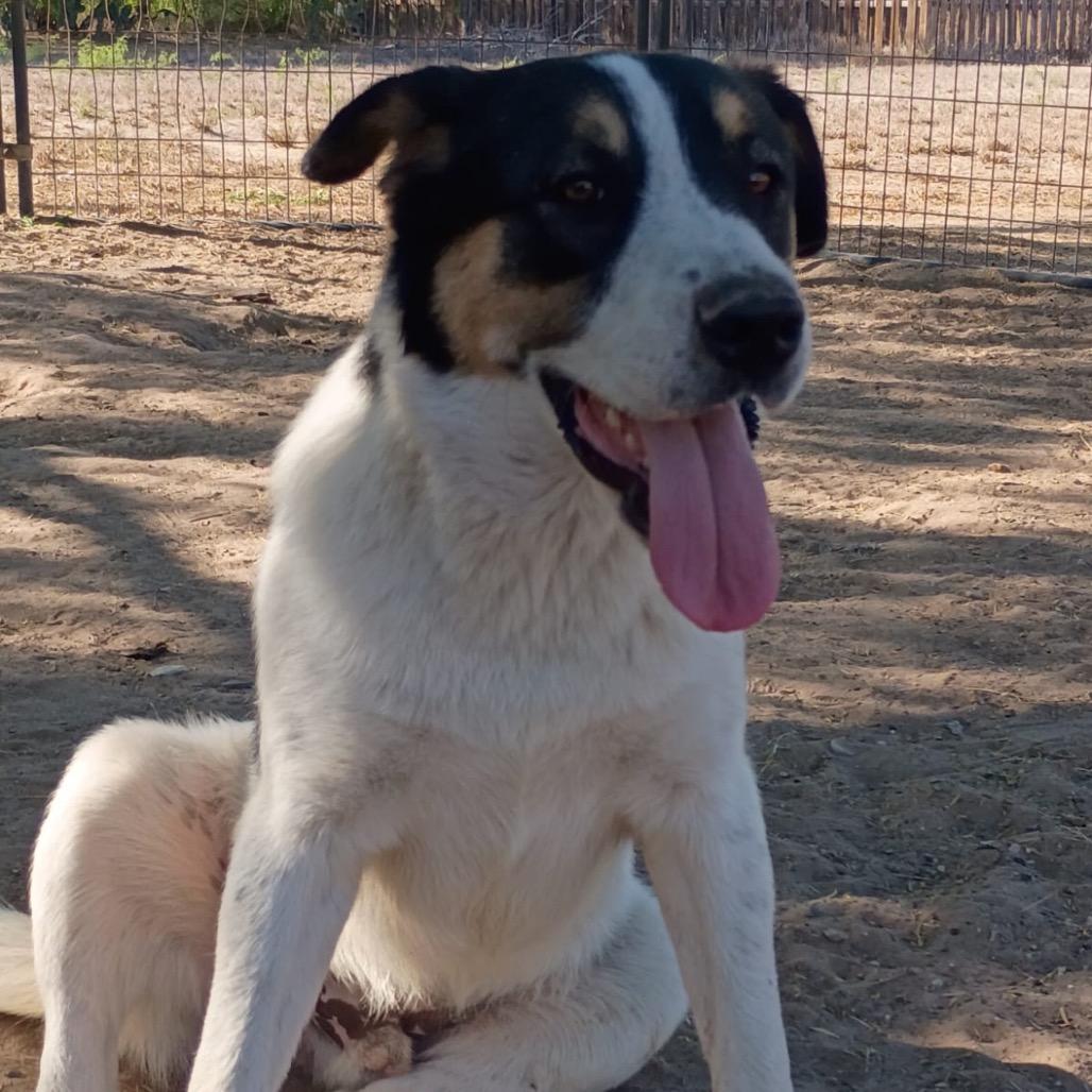 Dobbie, Adoptable, Young Male Coonhound.