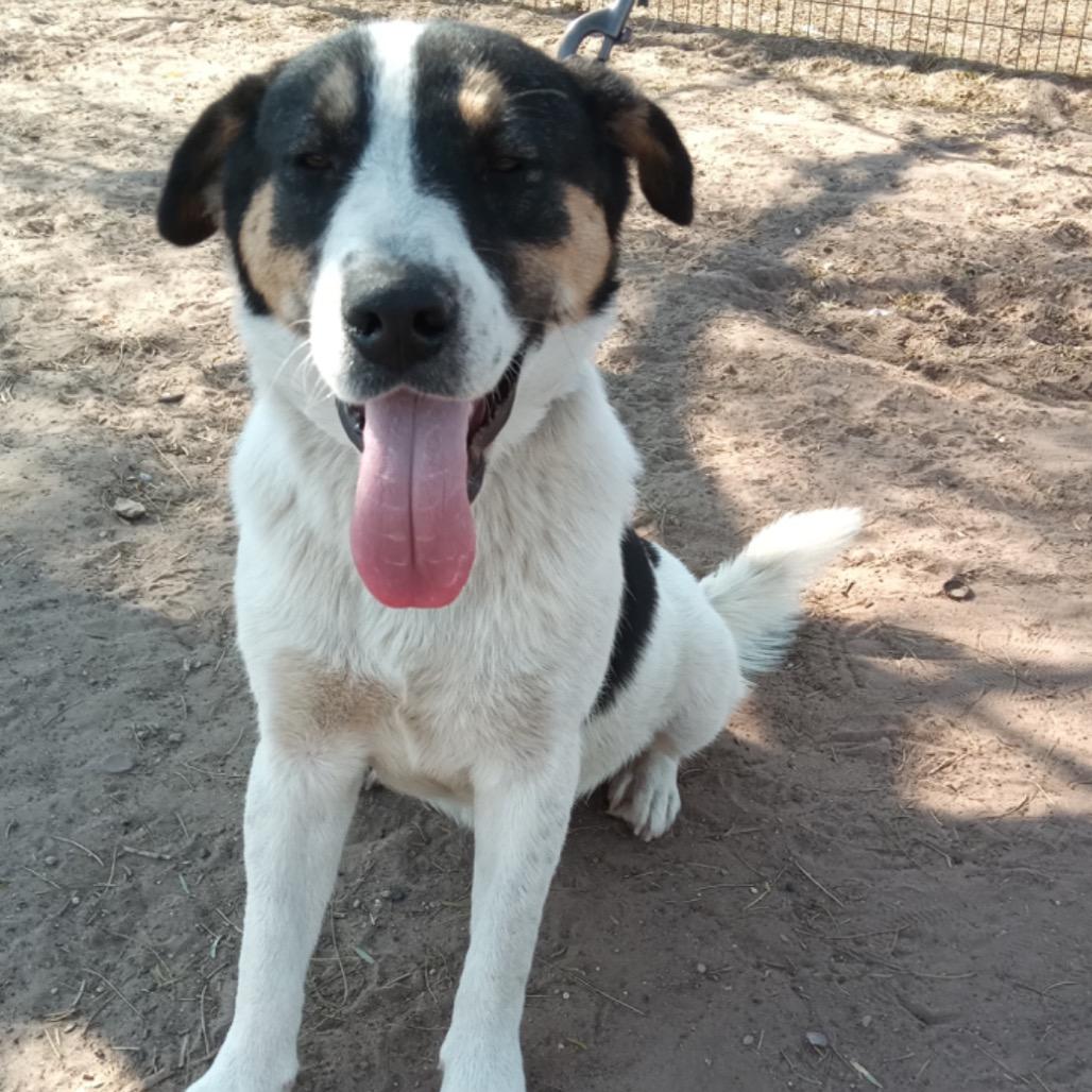 Dobbie, Adoptable, Young Male Coonhound.