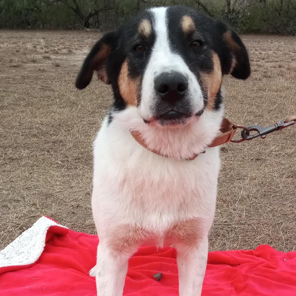 Enlarge Dobbie, a Adoptable Coonhound in West Islip, NY image 1/3