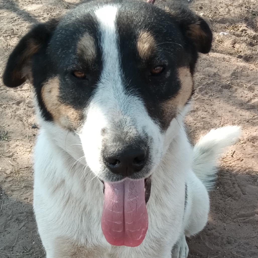 Enlarge Dobbie, a Adoptable Coonhound in West Islip, NY image 3/6