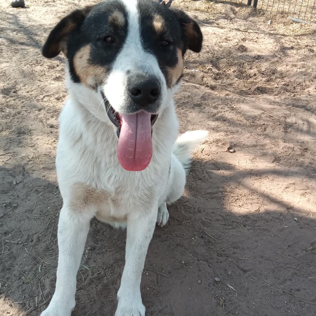 Enlarge Dobbie, a Adoptable Coonhound in West Islip, NY image 3/6
