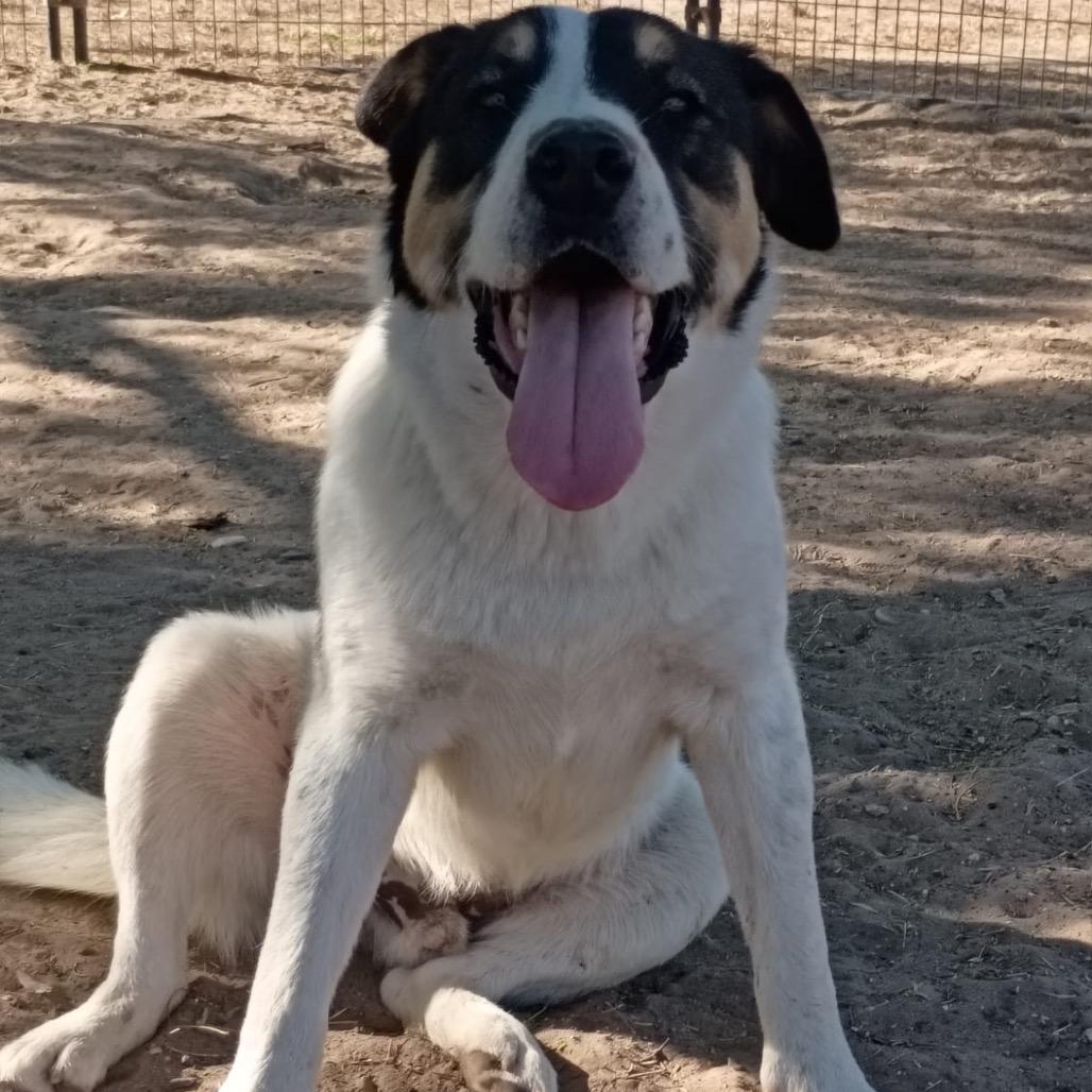 Enlarge Dobbie, a Adoptable Coonhound in West Islip, NY image 4/6