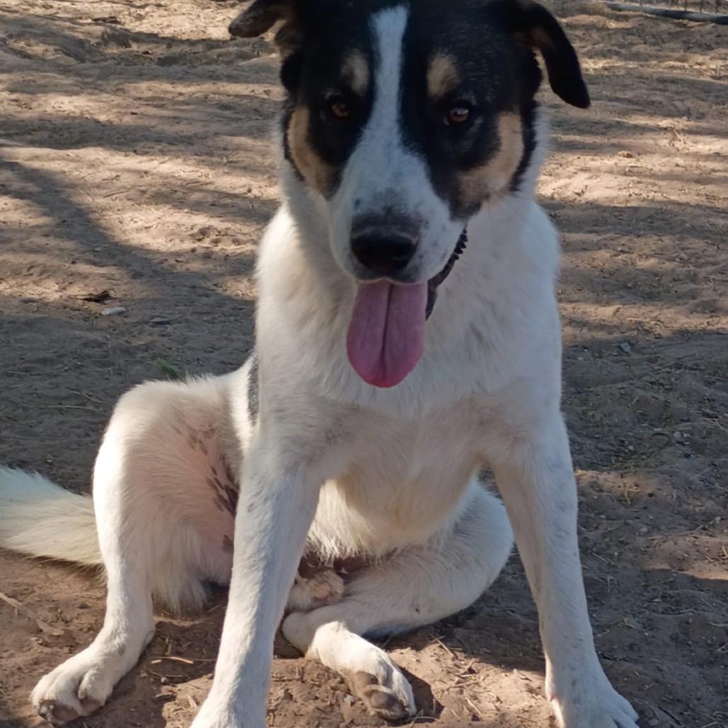 Enlarge Dobbie, a Adoptable Coonhound in West Islip, NY image 5/6