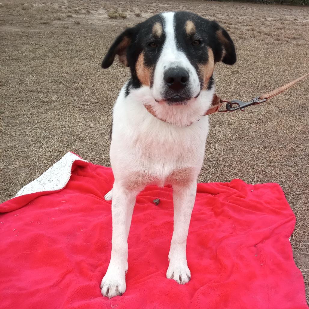 Enlarge Dobbie, a Adoptable Coonhound in West Islip, NY image 2/3