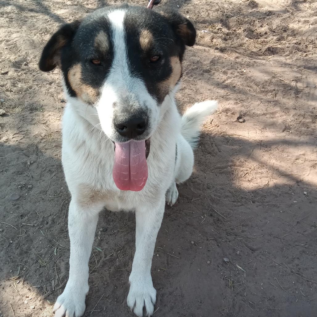 Enlarge Dobbie, a Adoptable Coonhound in West Islip, NY image 5/6