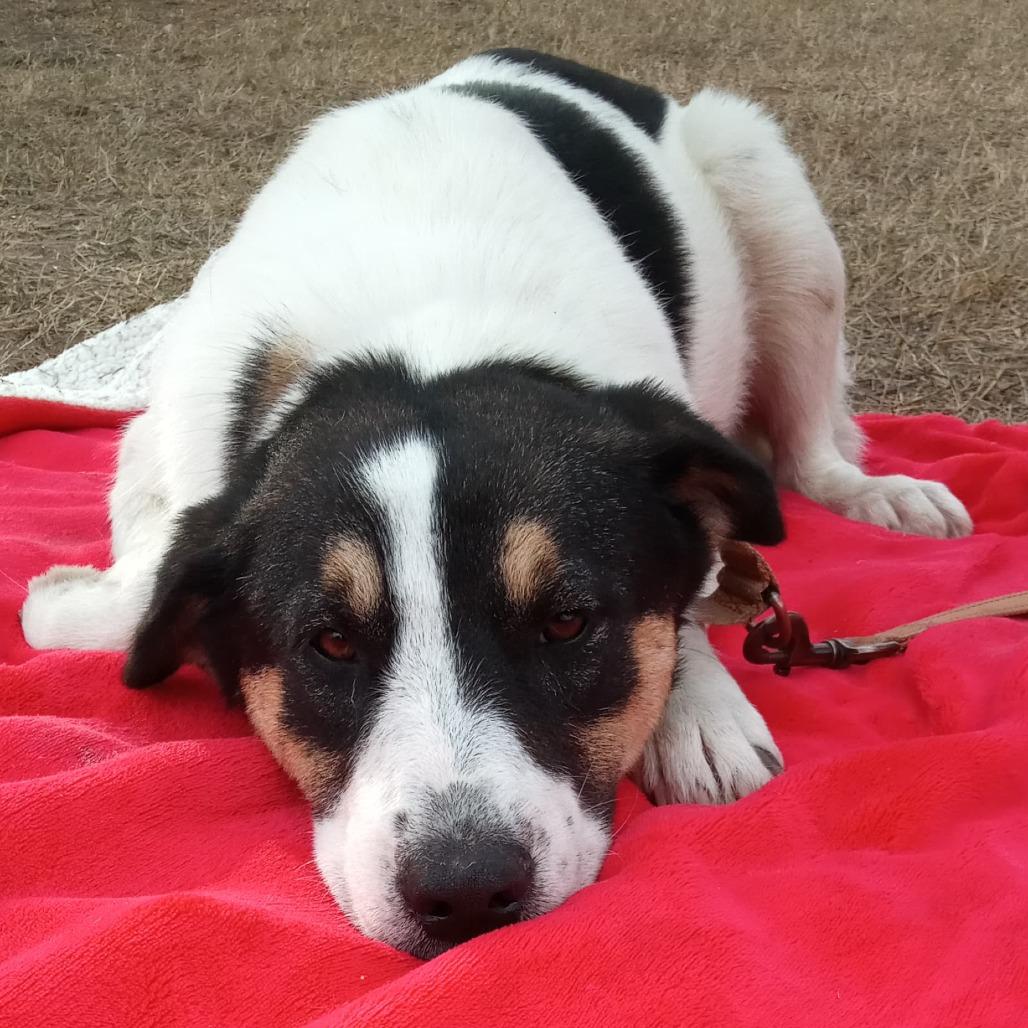 Enlarge Dobbie, a Adoptable Coonhound in West Islip, NY image 3/3