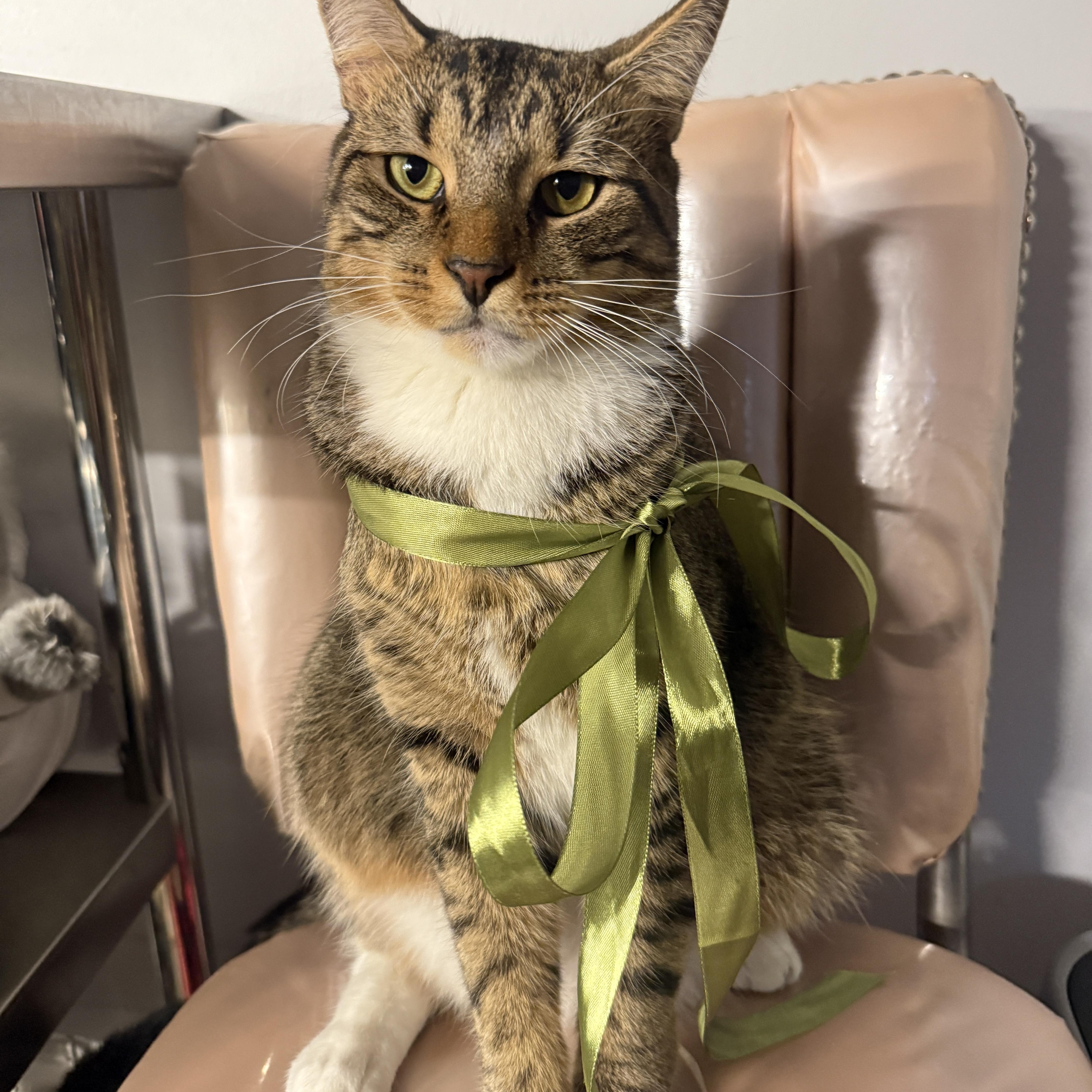 Enlarge Sweet Tooth & Sugar Rush, an adopted American Shorthair in Brooklyn, NY image 1/6