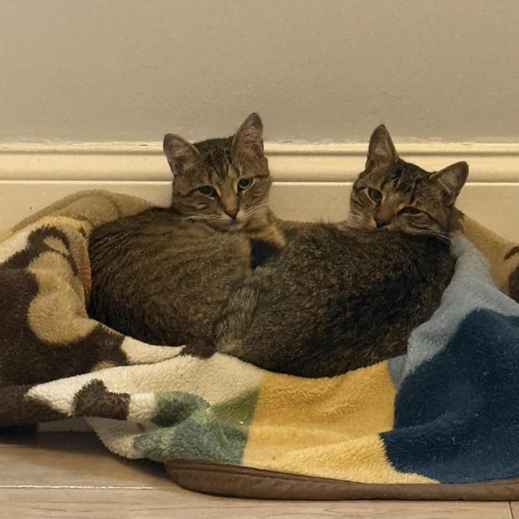 Enlarge Sweet Tooth & Sugar Rush, an adopted American Shorthair in Brooklyn, NY image 2/6