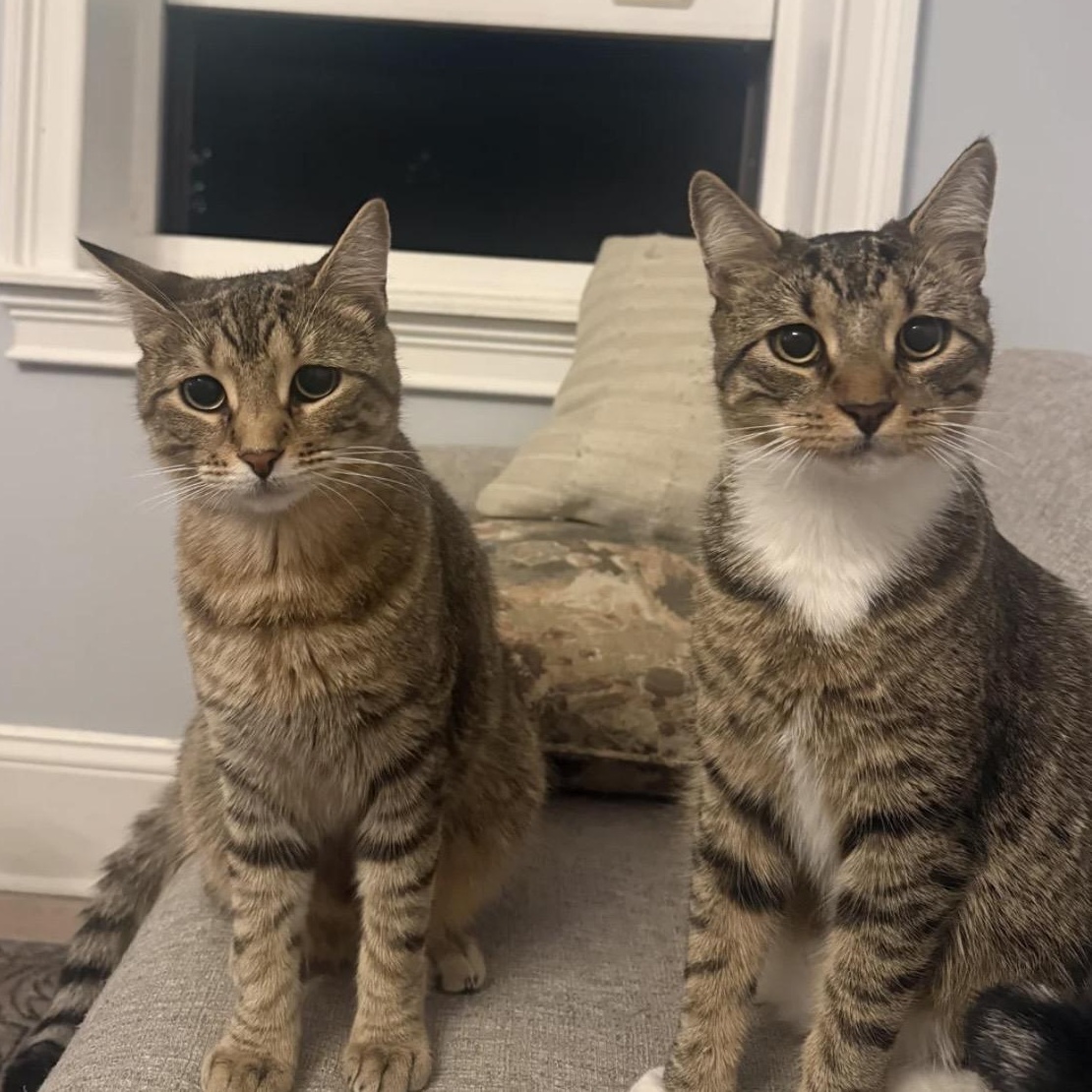 Enlarge Sweet Tooth & Sugar Rush, an adopted American Shorthair in Brooklyn, NY image 3/6