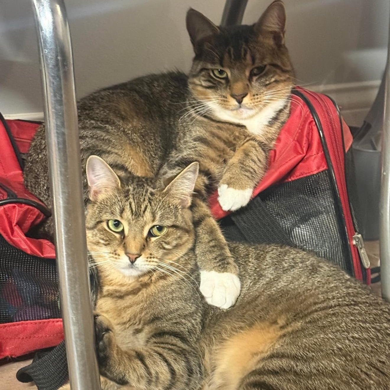 Enlarge Sweet Tooth & Sugar Rush, an adopted American Shorthair in Brooklyn, NY image 6/6