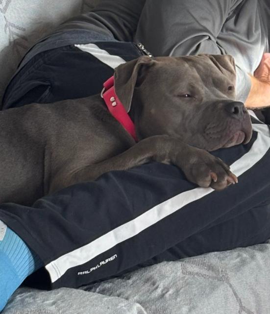 Enlarge Jojo, a Adoptable Pit Bull Terrier in Fort Thomas, KY image 1/3