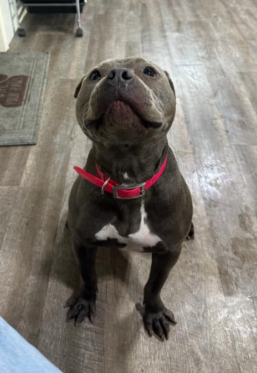 Enlarge Jojo, a Adoptable Pit Bull Terrier in Fort Thomas, KY image 2/3