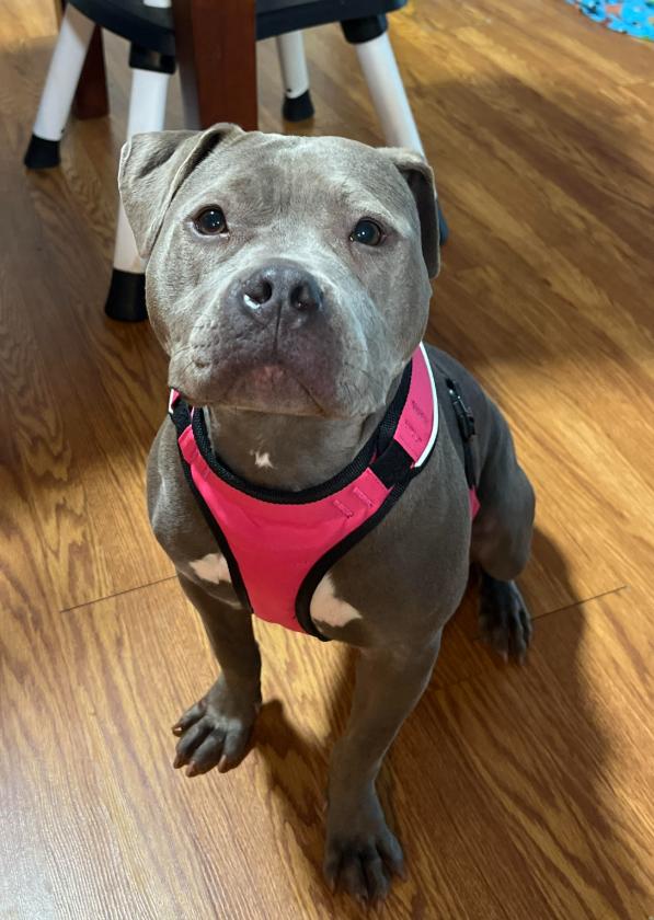 Enlarge Jojo, a Adoptable Pit Bull Terrier in Fort Thomas, KY image 3/3