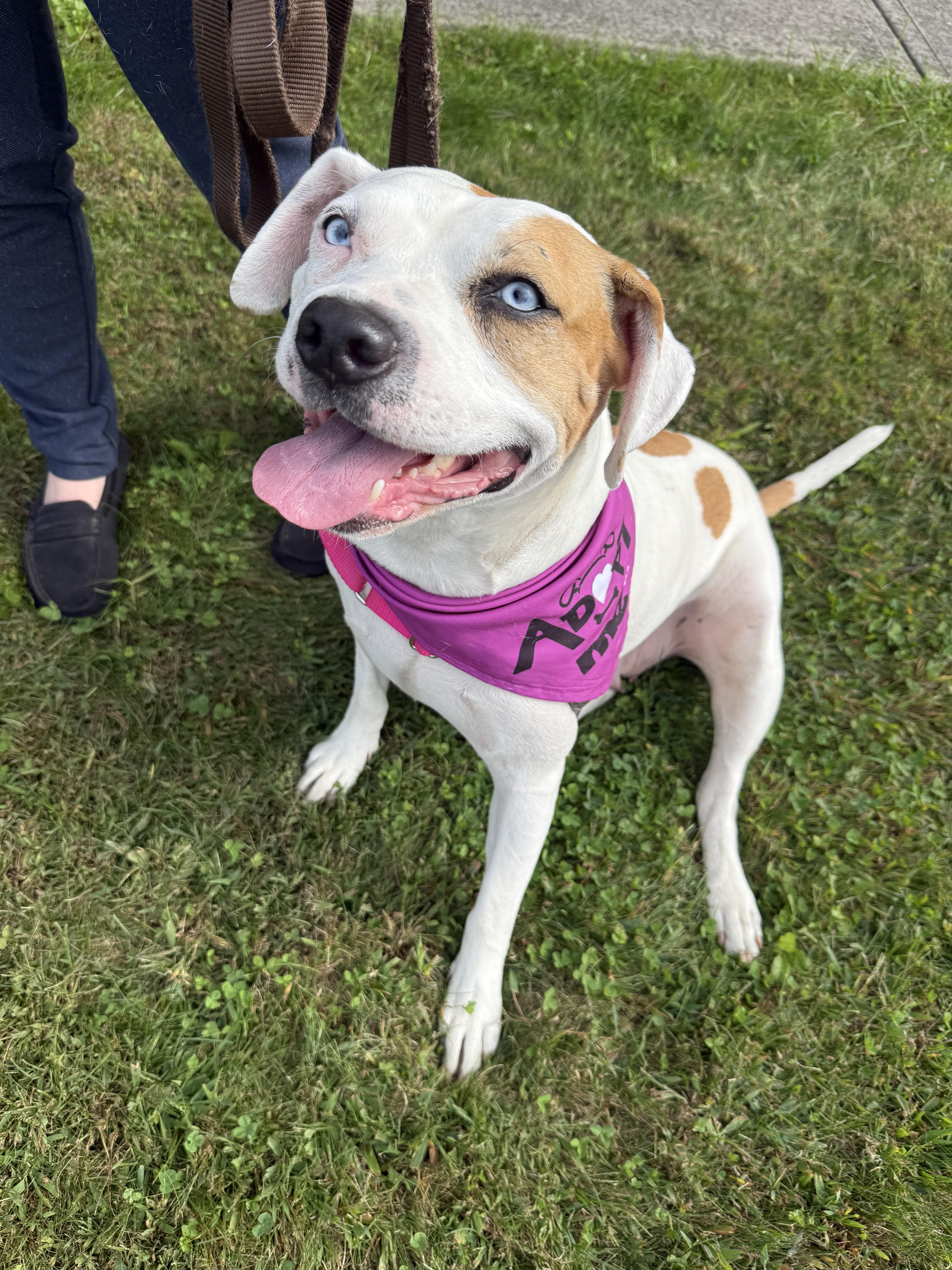 Bagel, Adoptable, Adult Female Pit Bull Terrier.