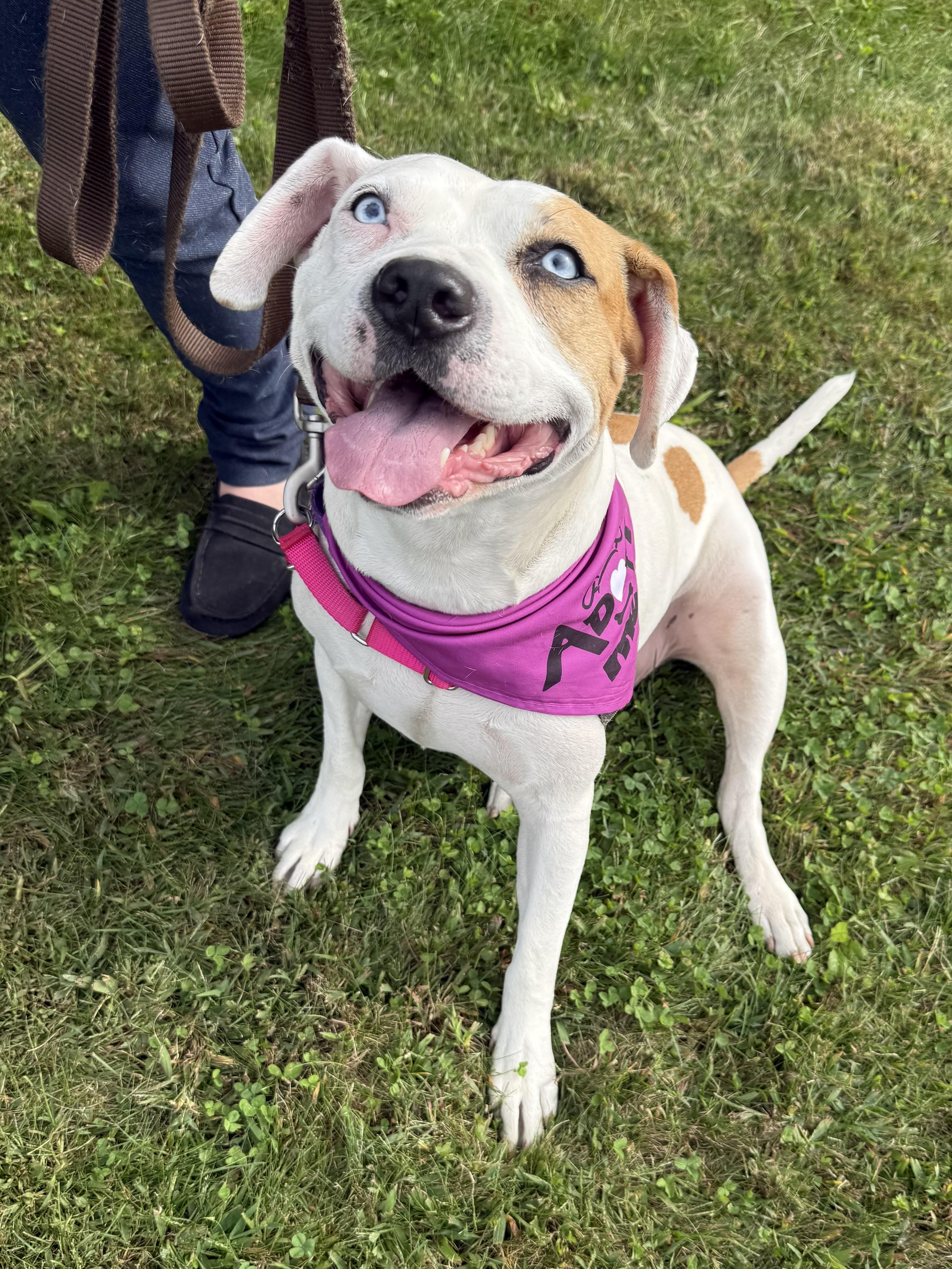 Bagel, a Adoptable mixed breed in Succasunna, NJ image 2/6