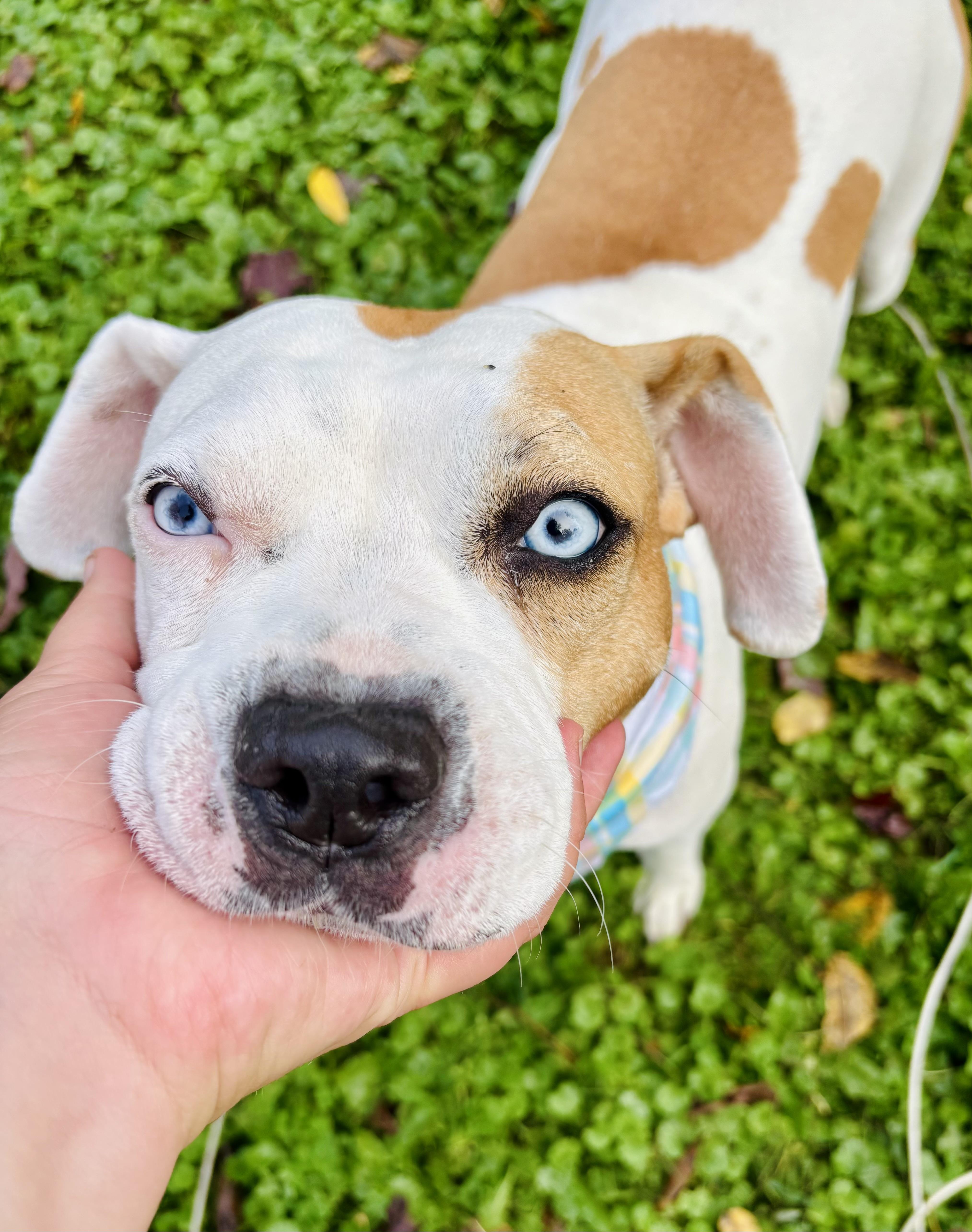 Bagel, a Adoptable mixed breed in Succasunna, NJ image 3/6