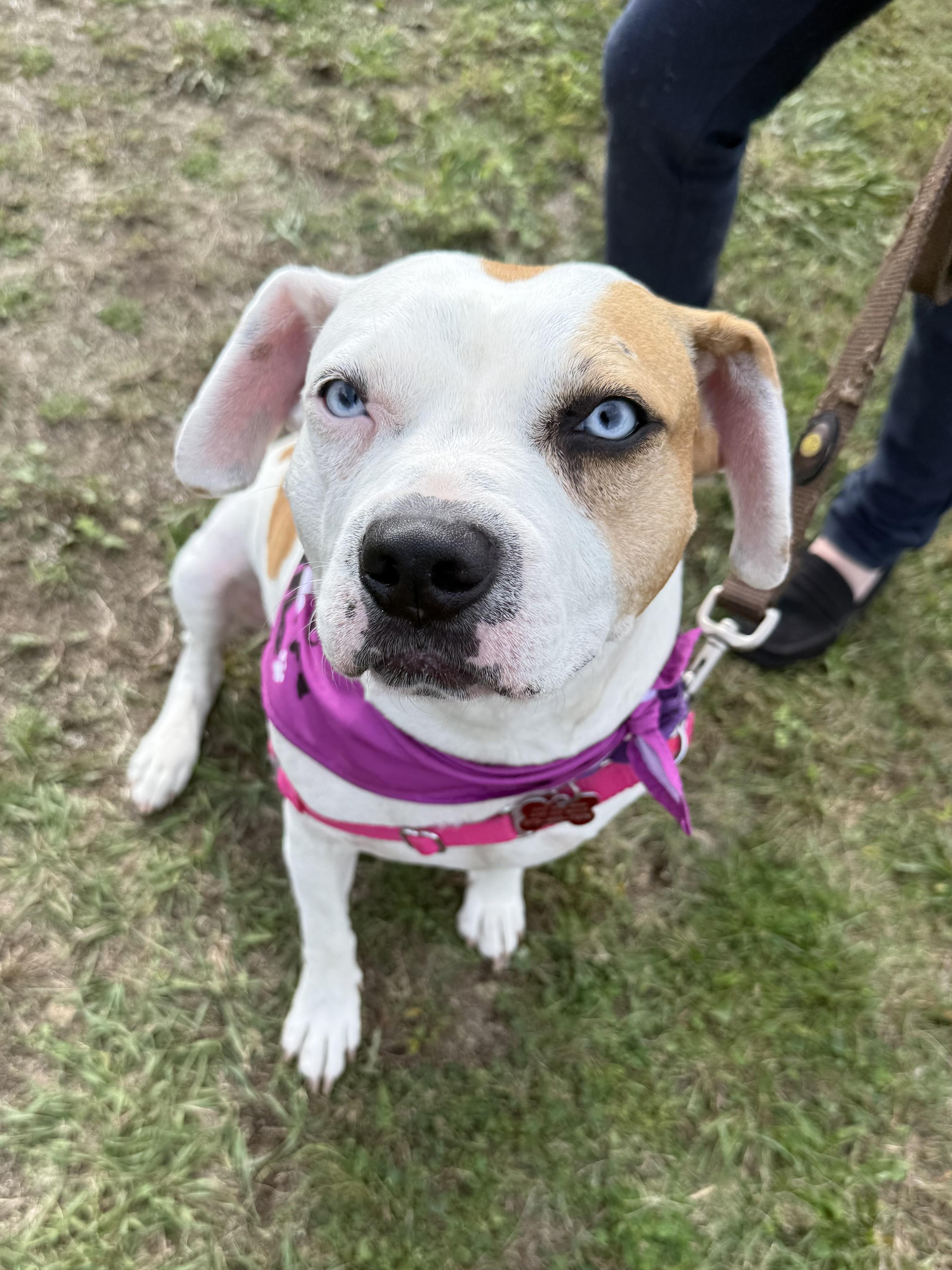 Bagel, a Adoptable mixed breed in Succasunna, NJ image 4/6