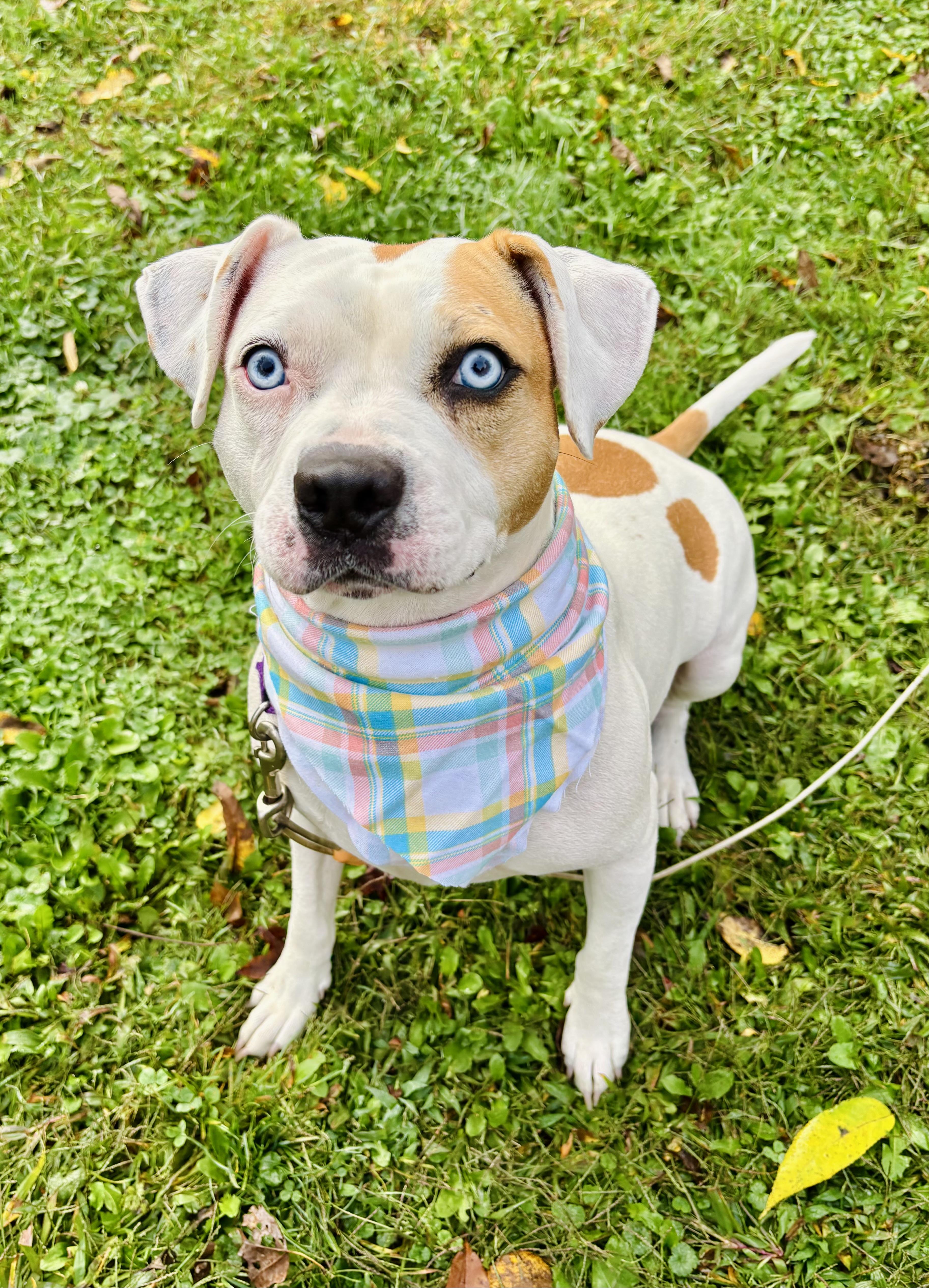 Bagel, a Adoptable mixed breed in Succasunna, NJ image 5/6