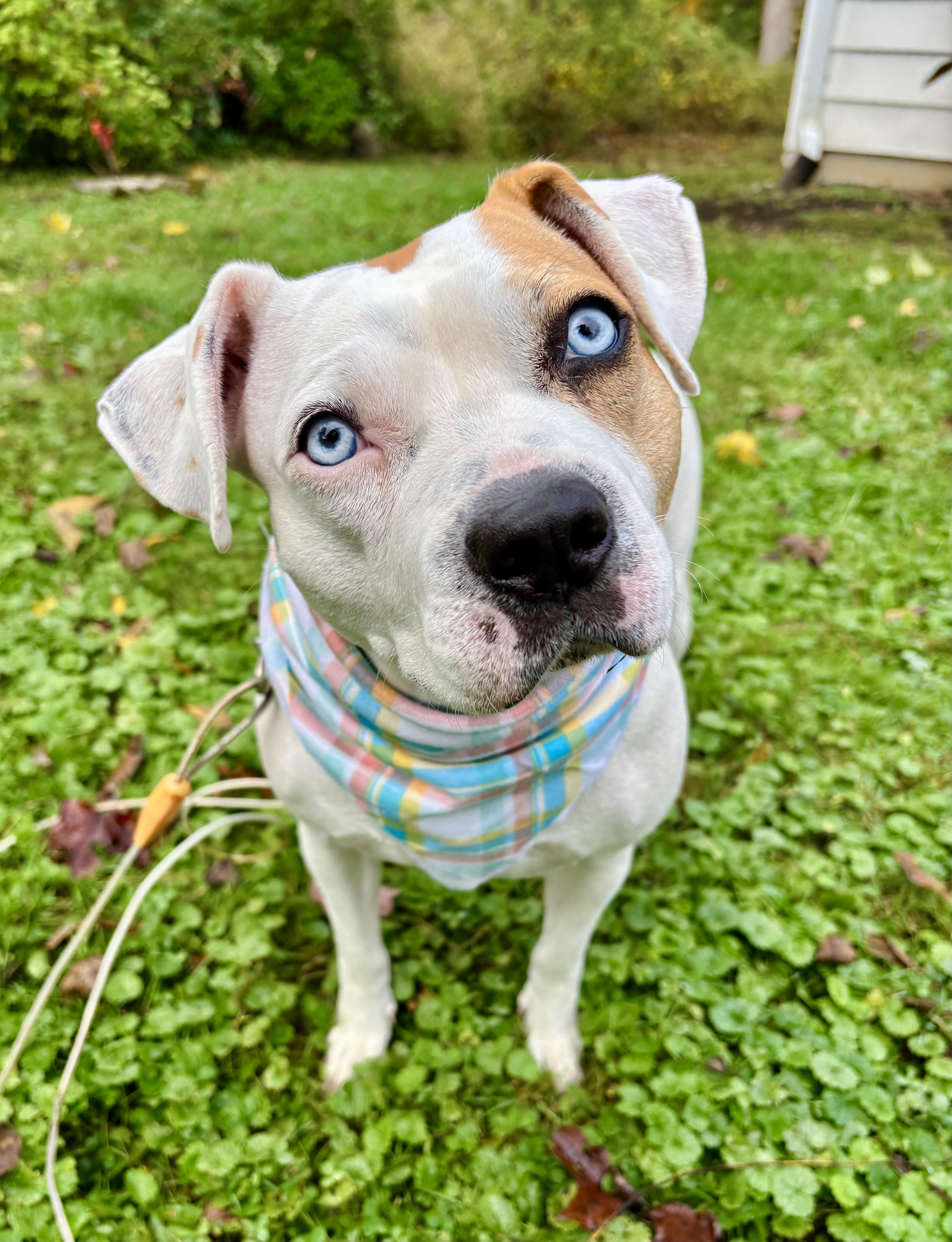 Bagel, a Adoptable mixed breed in Succasunna, NJ image 6/6