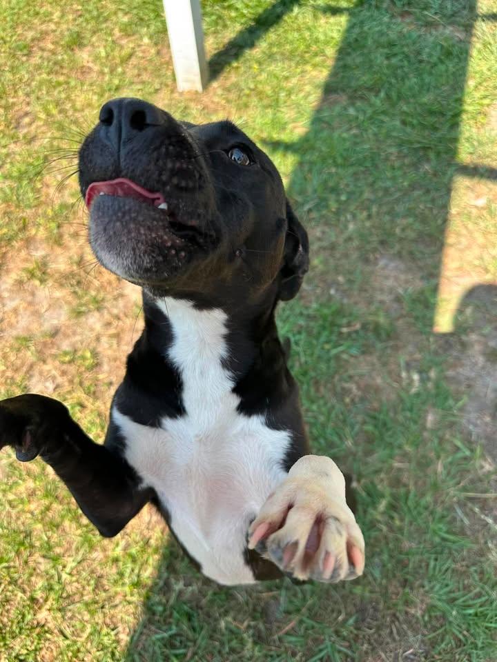Abigail, an adopted mixed breed in Wilmington, NC image 2/4