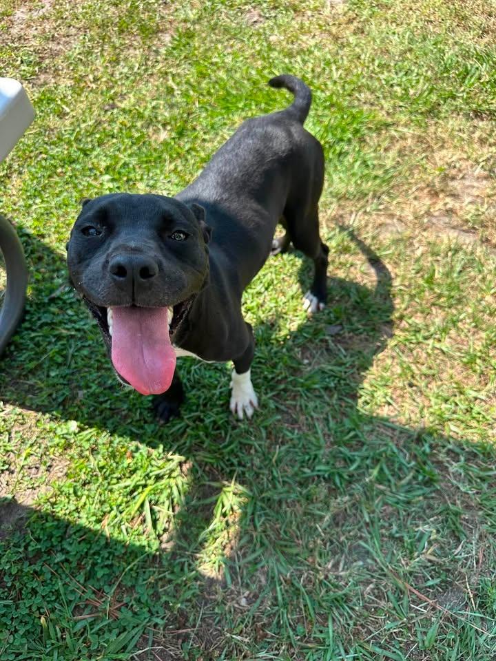 Abigail, adopted, Young Female Terrier.