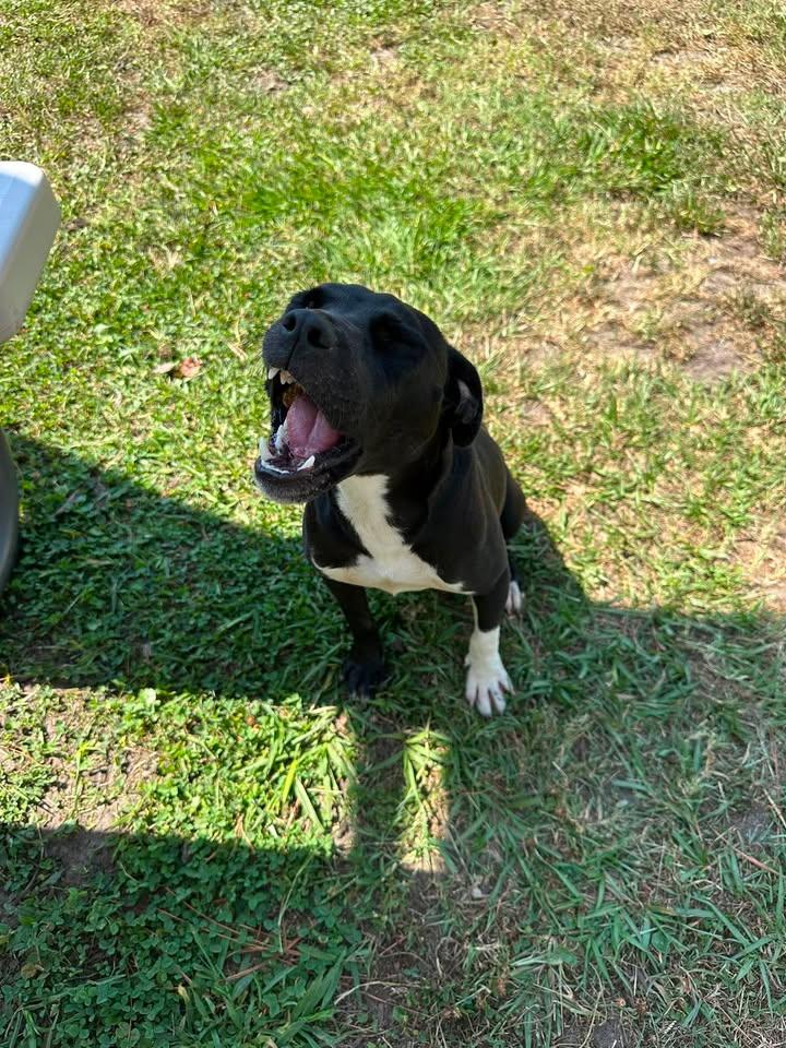 Abigail, an adopted mixed breed in Wilmington, NC image 4/4