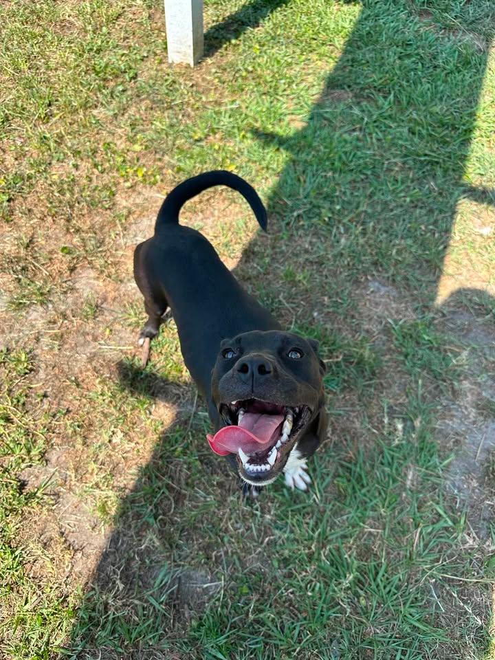 Abigail, an adopted mixed breed in Wilmington, NC image 3/4