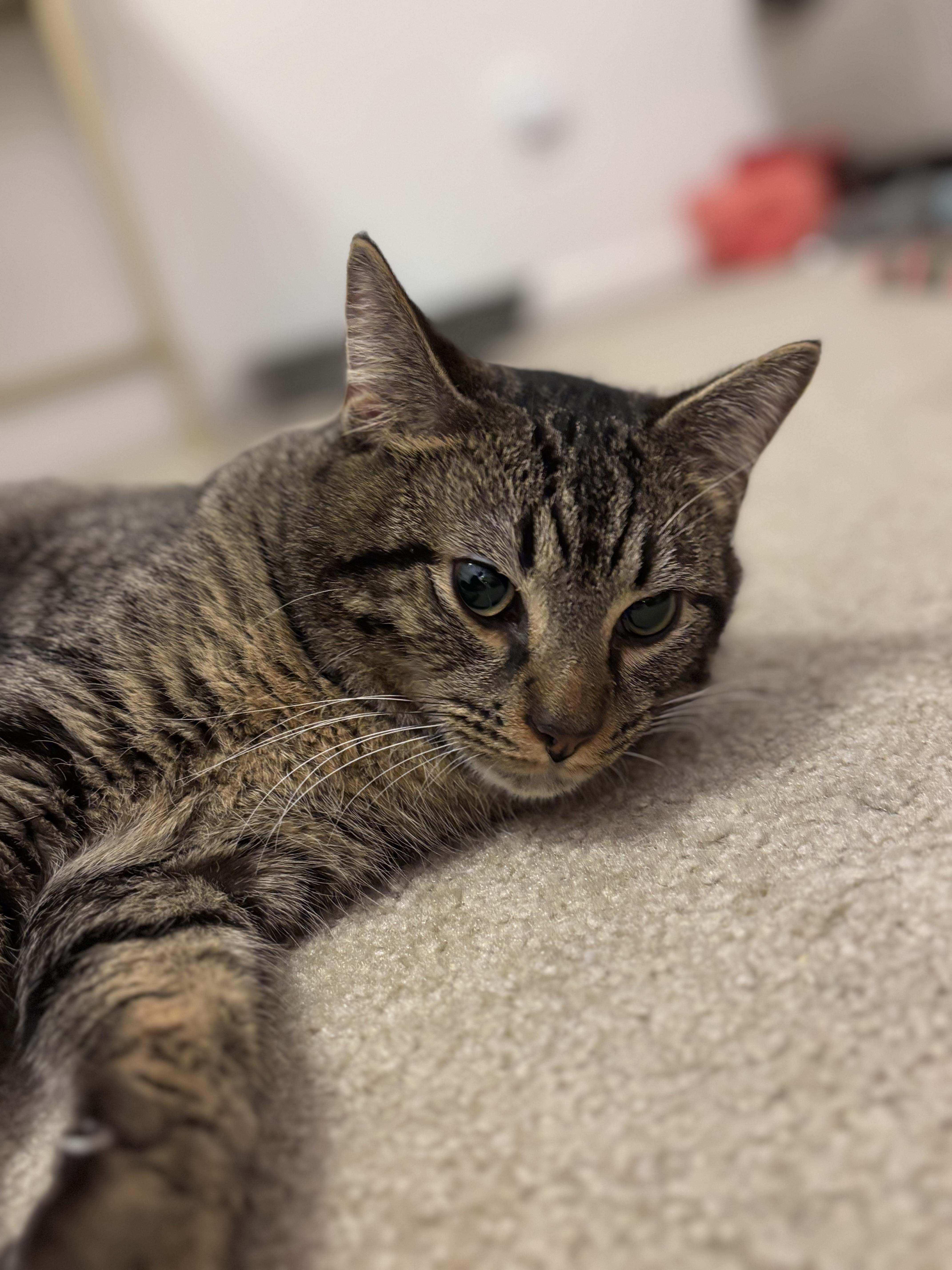 Rufio — thumbnail 2