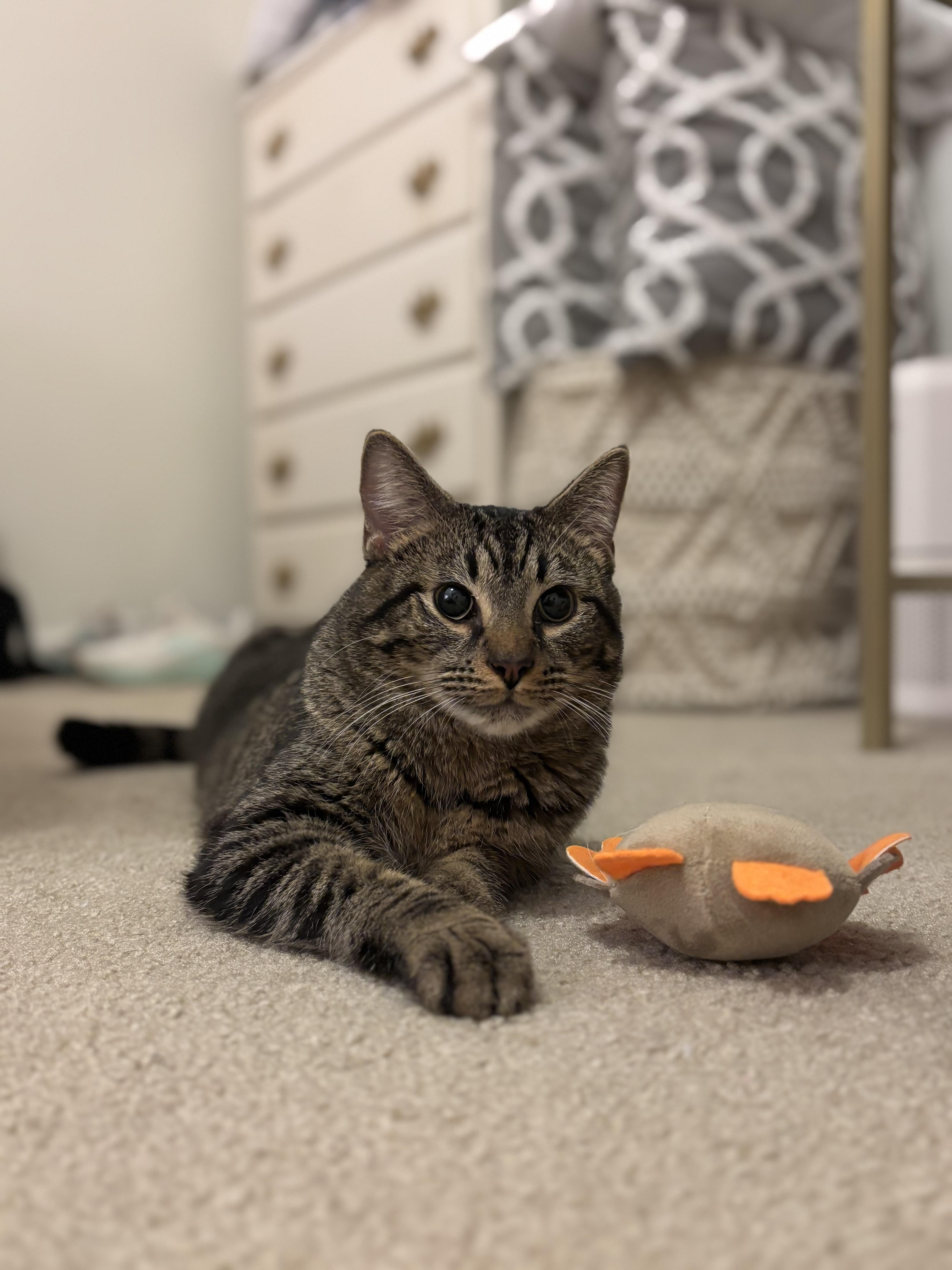 Rufio — thumbnail 4