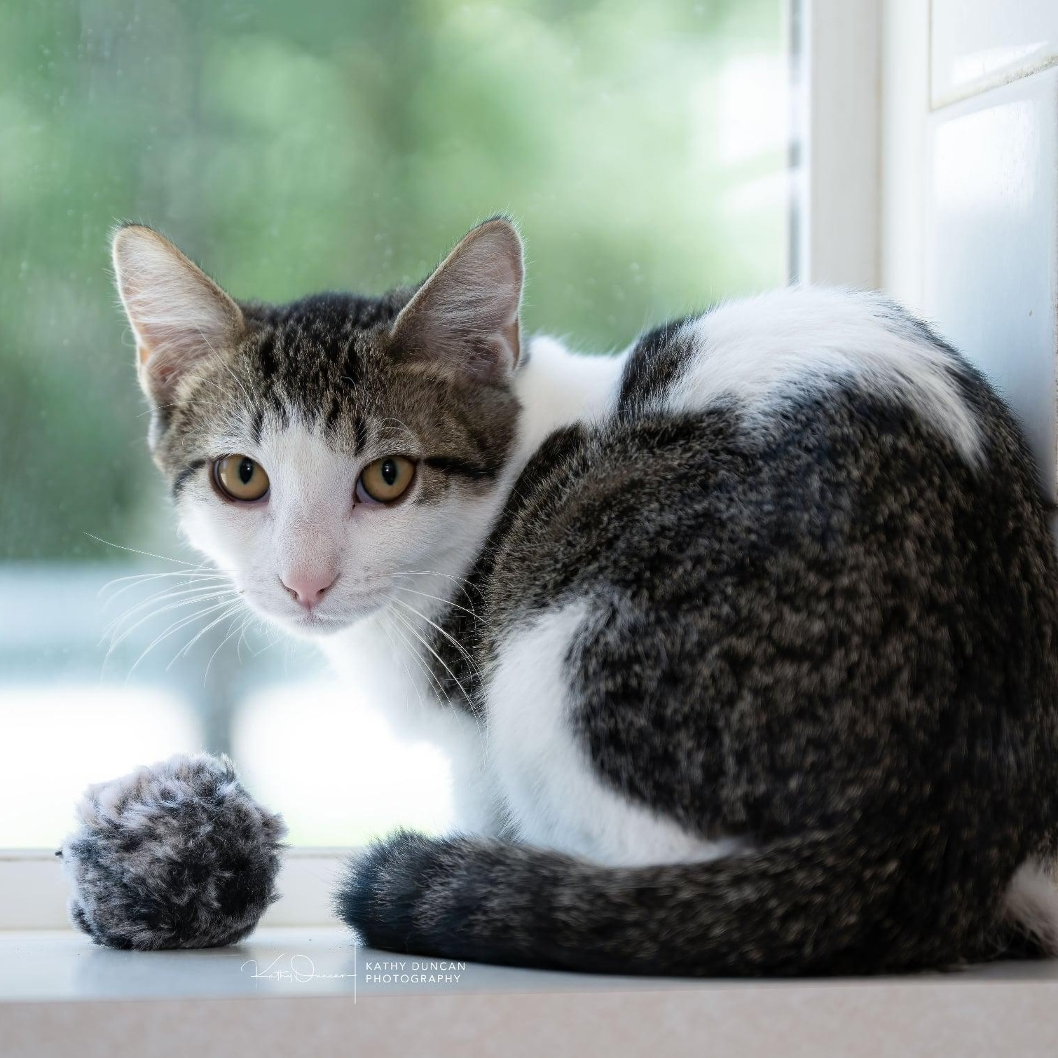 Enlarge Judd, a ADOPTABLE Domestic Short Hair in Manchester, MO image 2/3