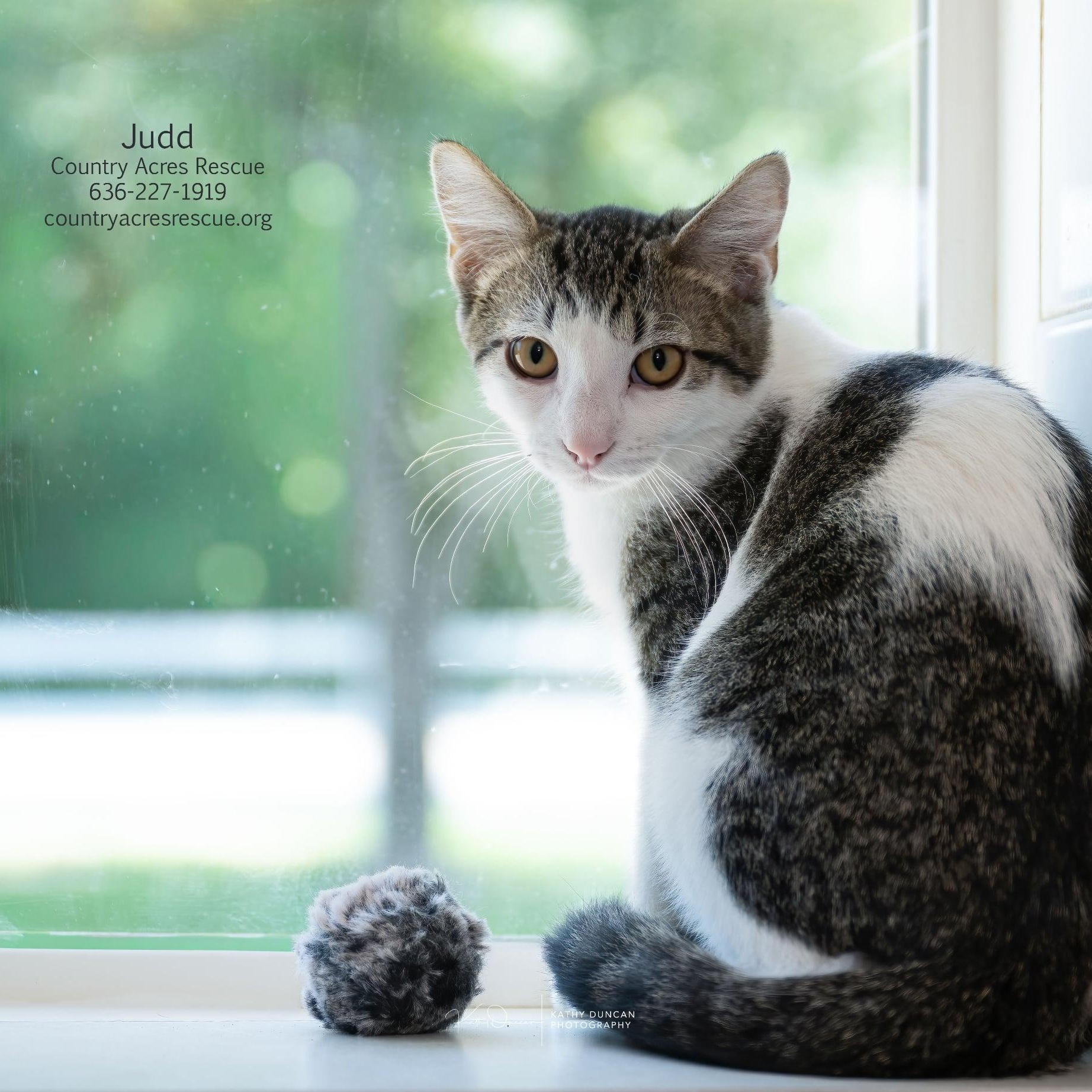 Judd, ADOPTABLE, Kitten Male Domestic Short Hair.