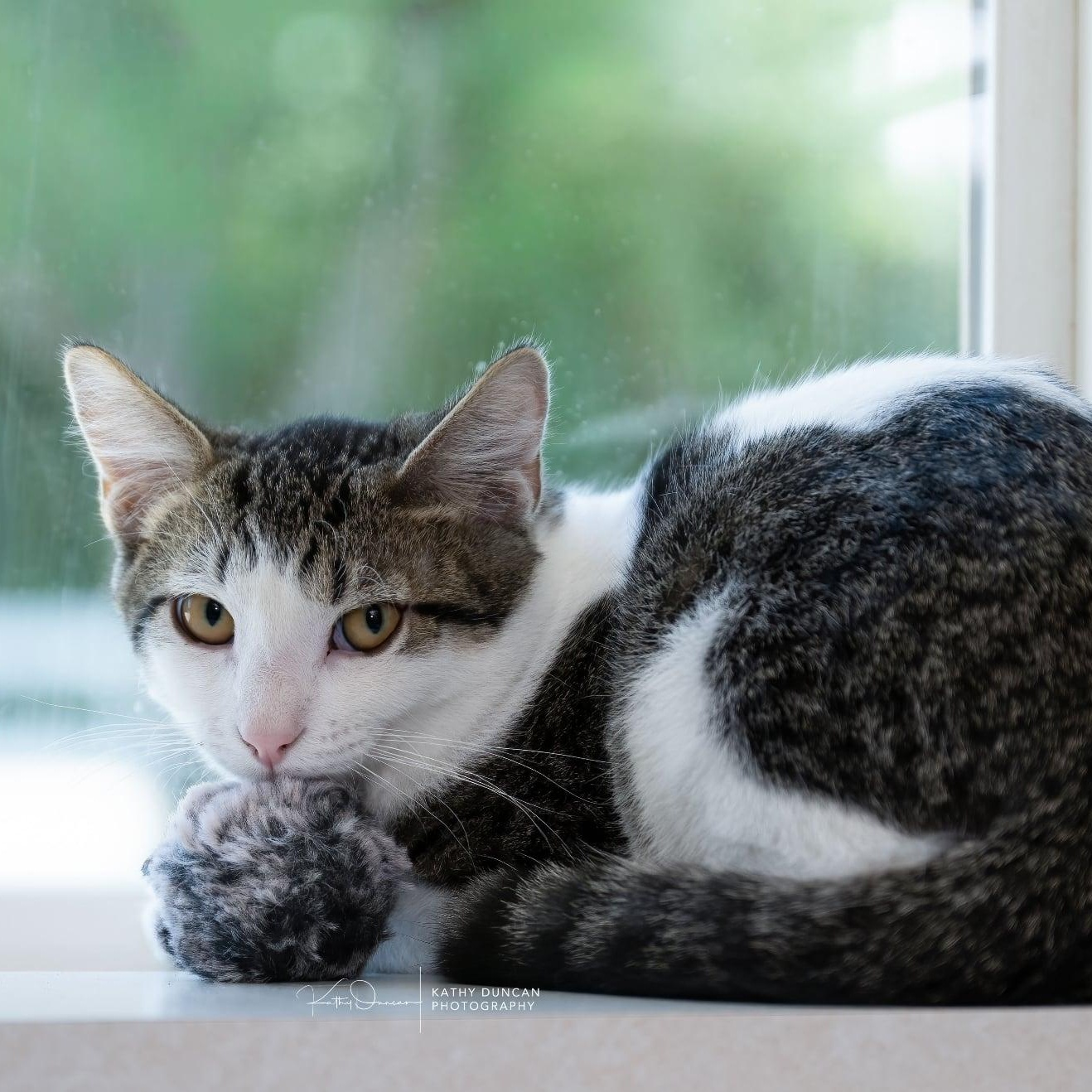Enlarge Judd, a ADOPTABLE Domestic Short Hair in Manchester, MO image 3/3